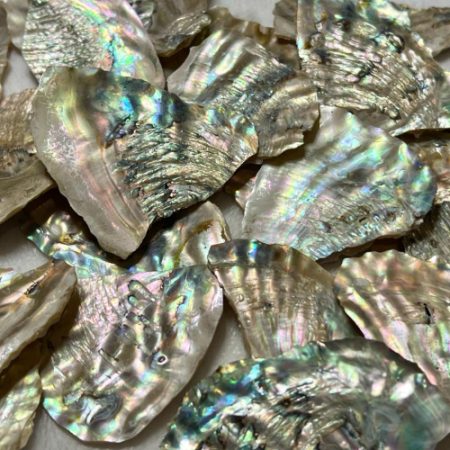 Mother of Pearl Shell